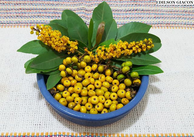Murici